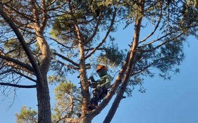 PODA Y TALA DE ARBOLADO