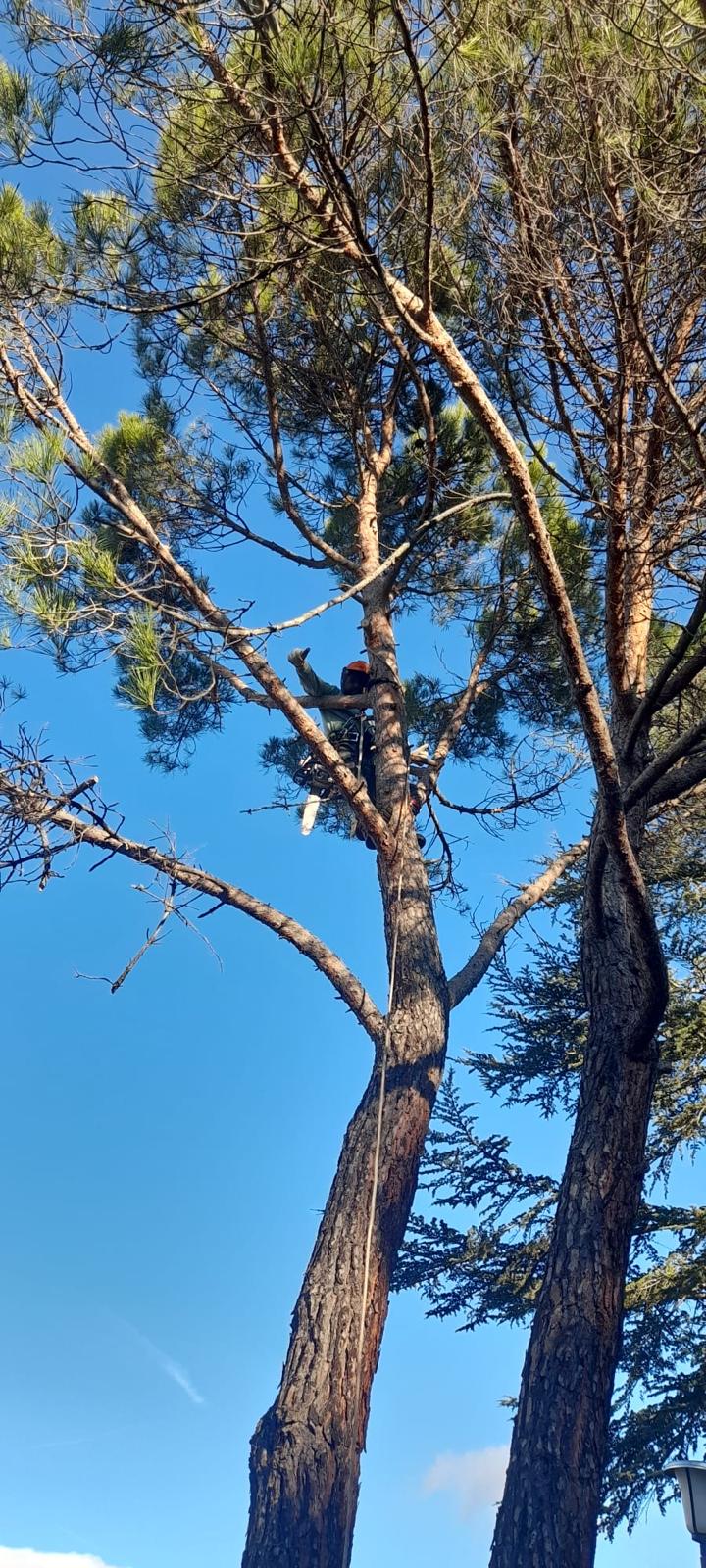 Perfilado de Arizónicas