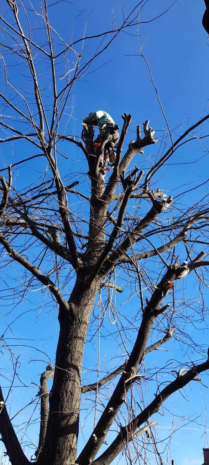 Perfilado de Arizónicas