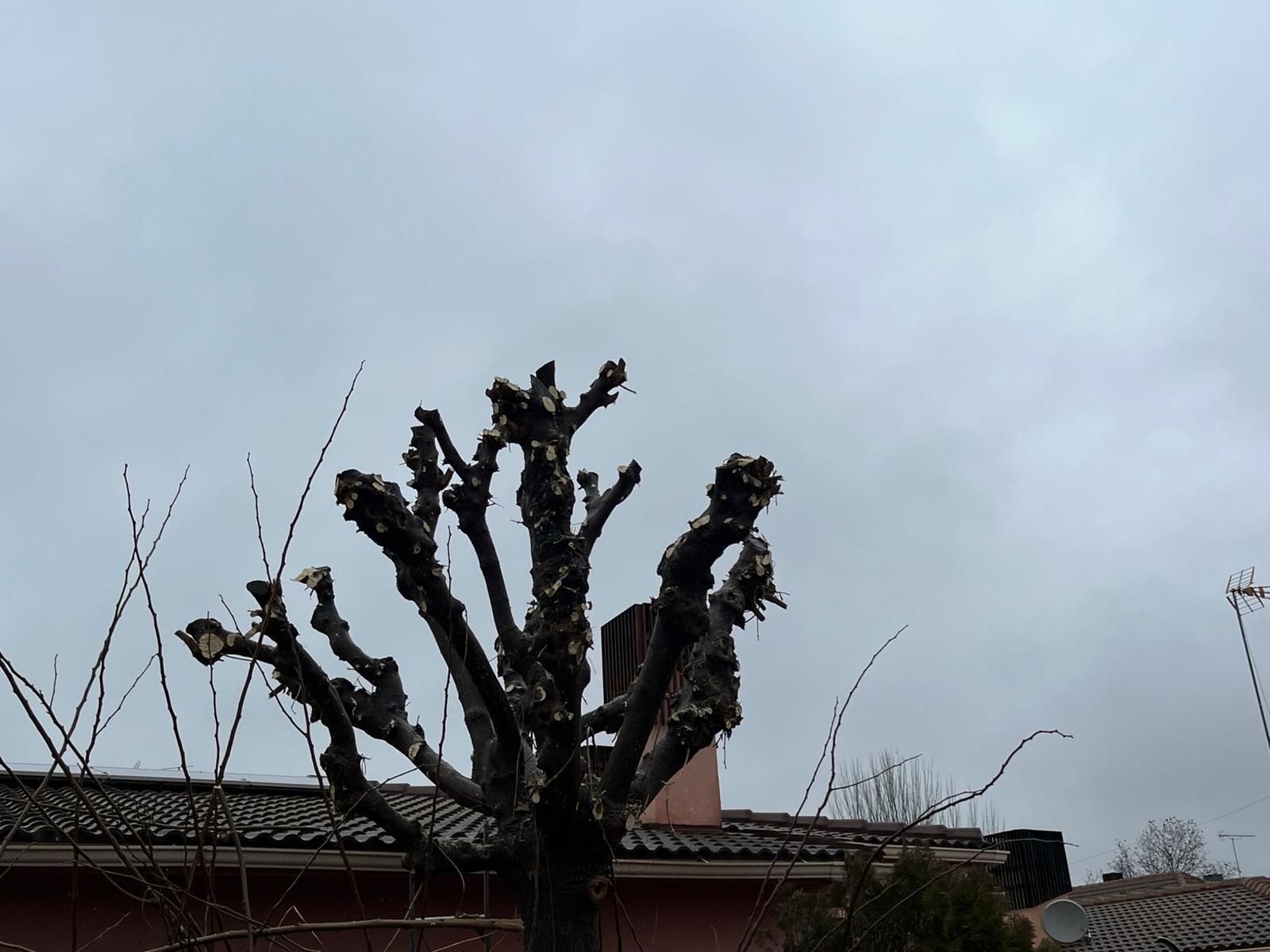 PODA Y TALA DE ARBOLADO EN LA COMUNIDAD MADRID