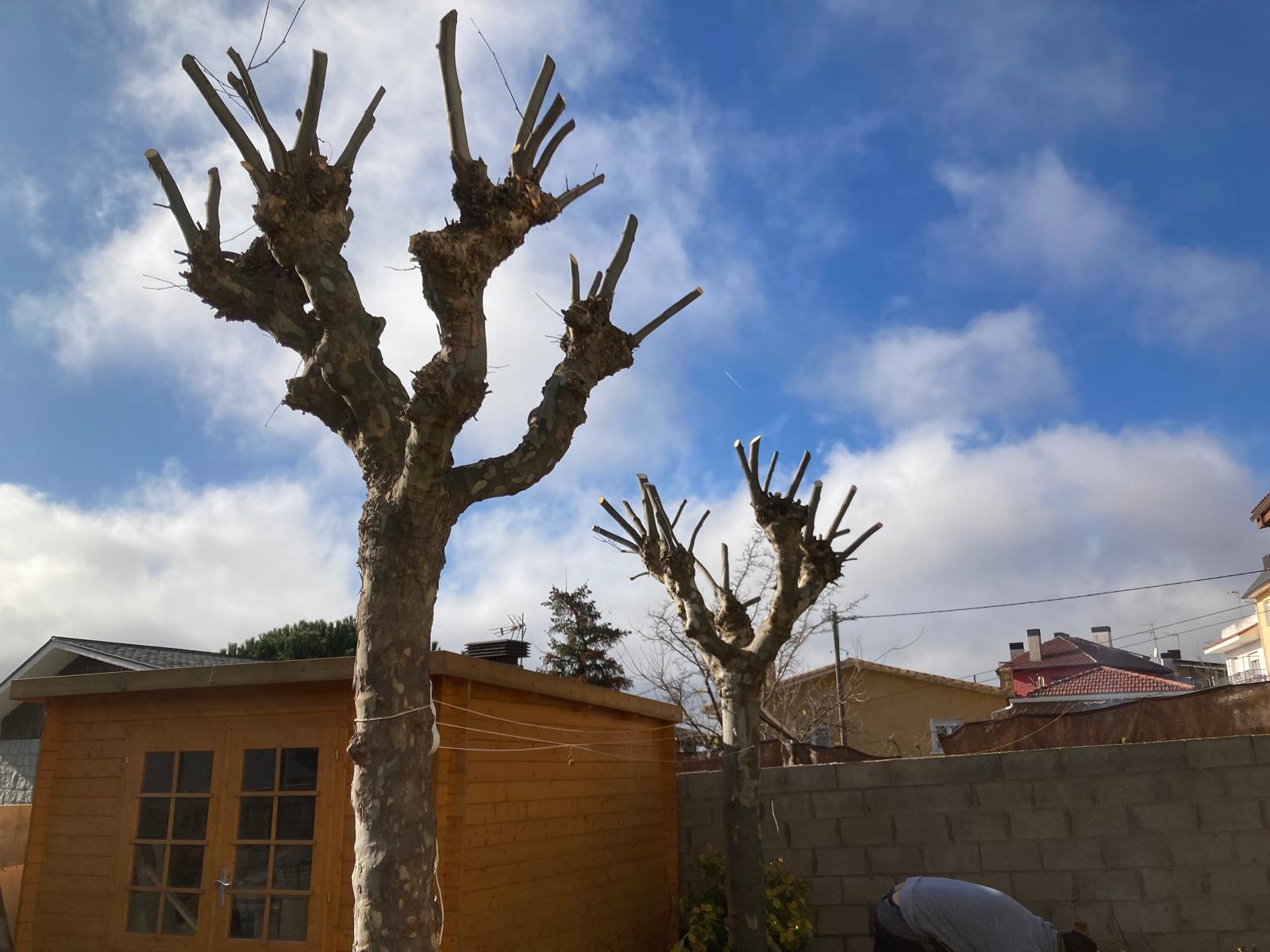 PODA Y TALA DE ARBOLADO EN LA COMUNIDAD MADRID