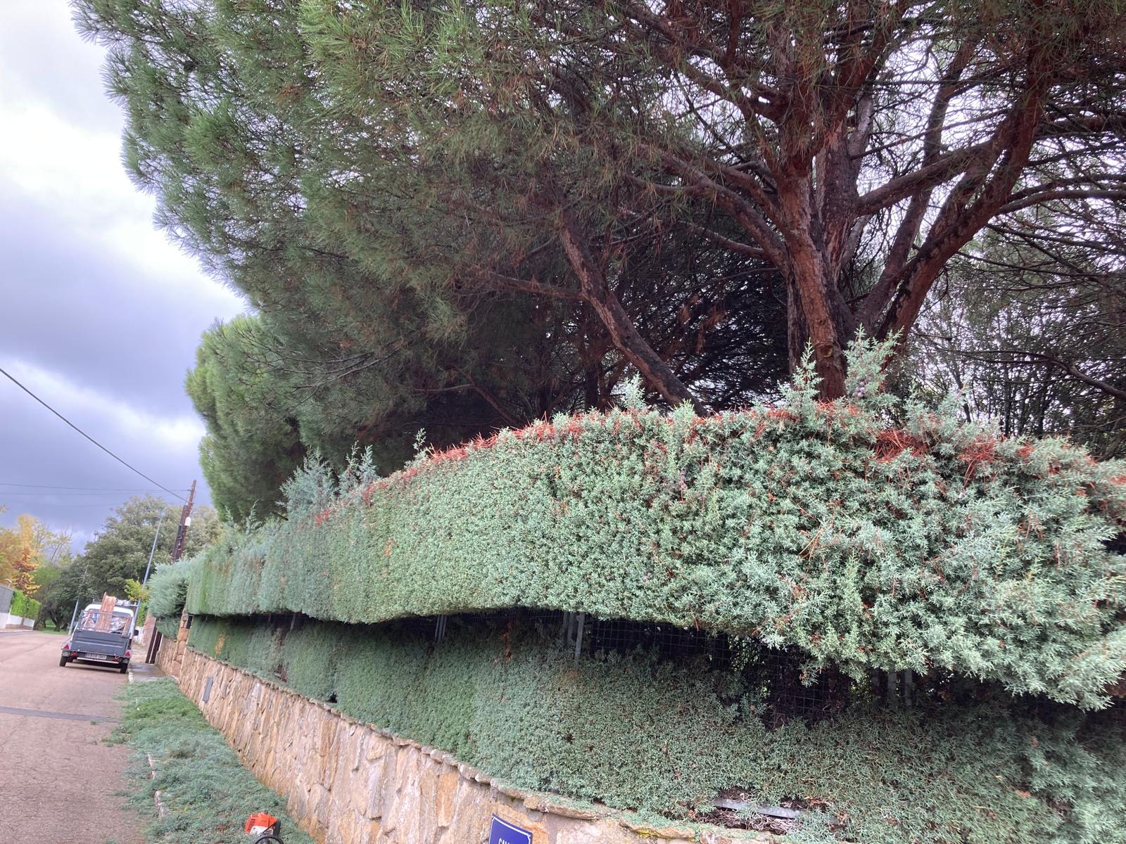 Perfilado de Arizónicas