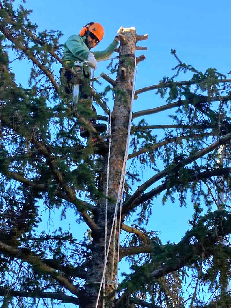 Podas y Talas de El Jardín de la Sierra