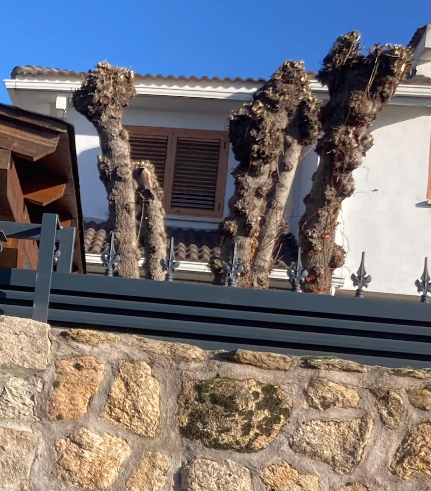 PODA Y TALA DE ARBOLADO EN LA COMUNIDAD MADRID